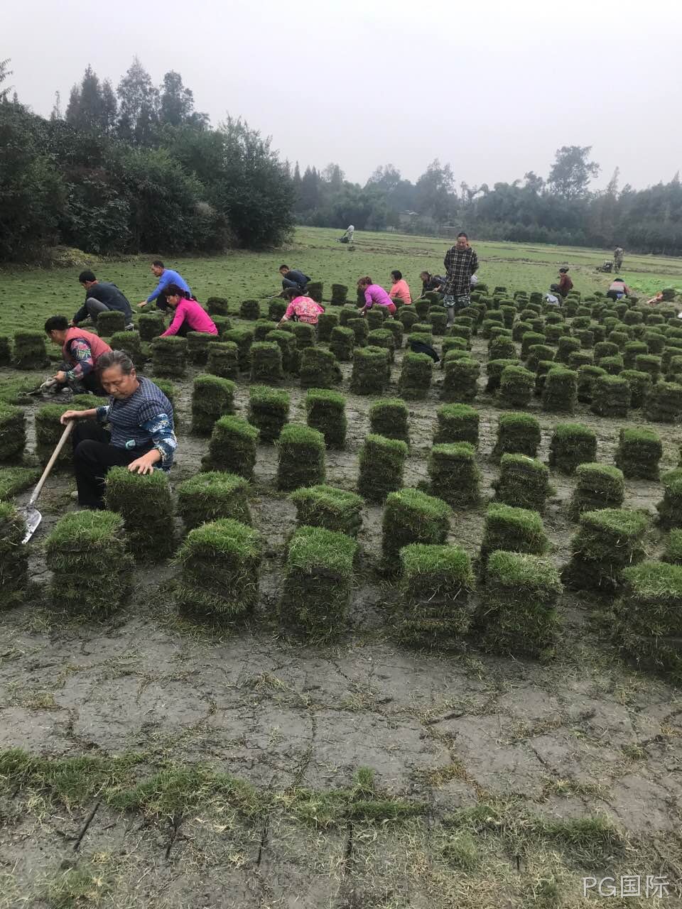 草坪如何养殖