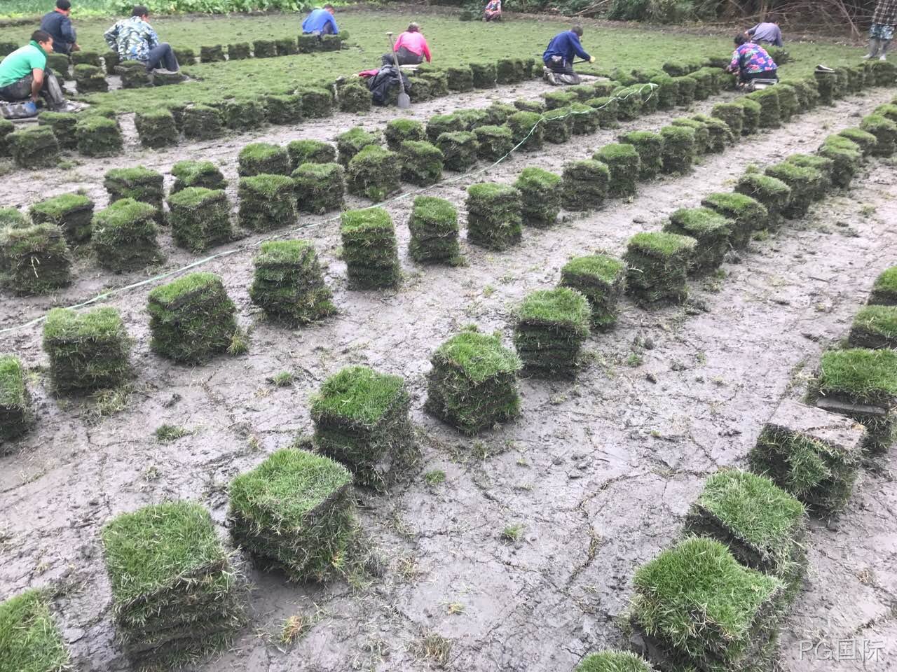 晋州草坪种植厂家