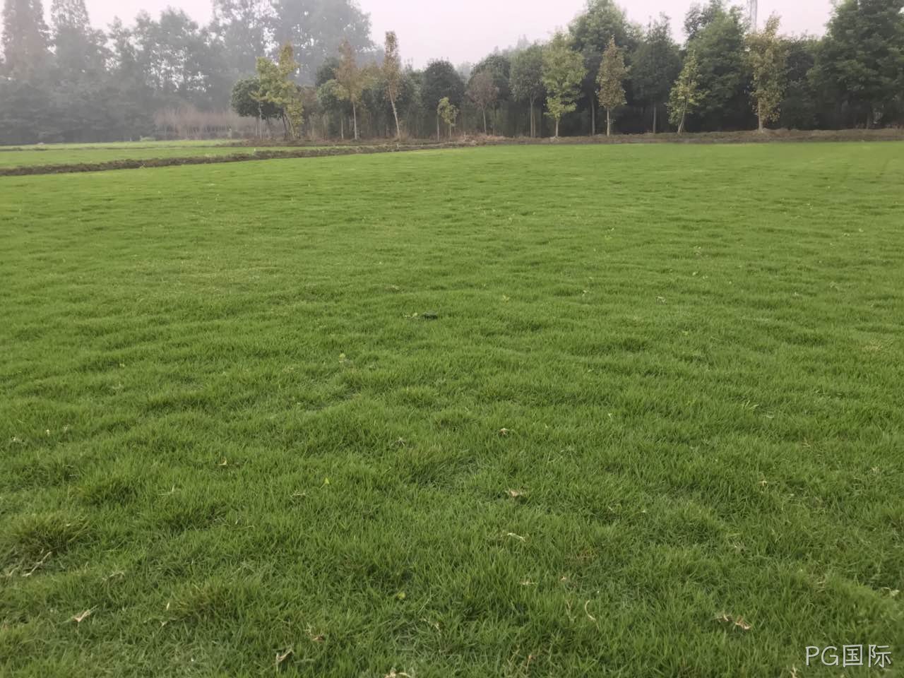 如何种植出一片合格的草坪？