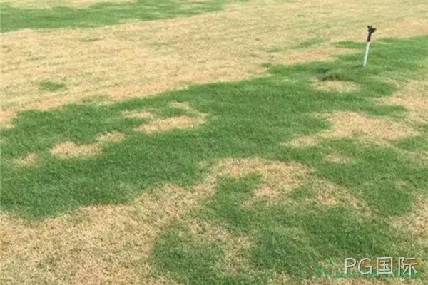 草坪发黄的原因