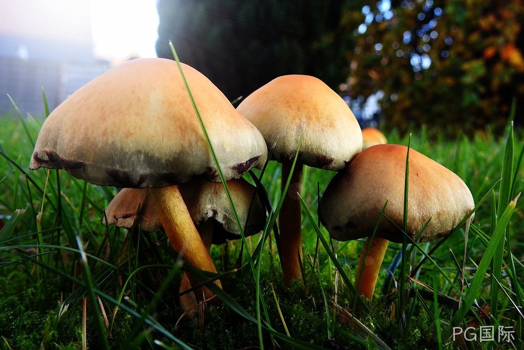 草坪绿地的病虫